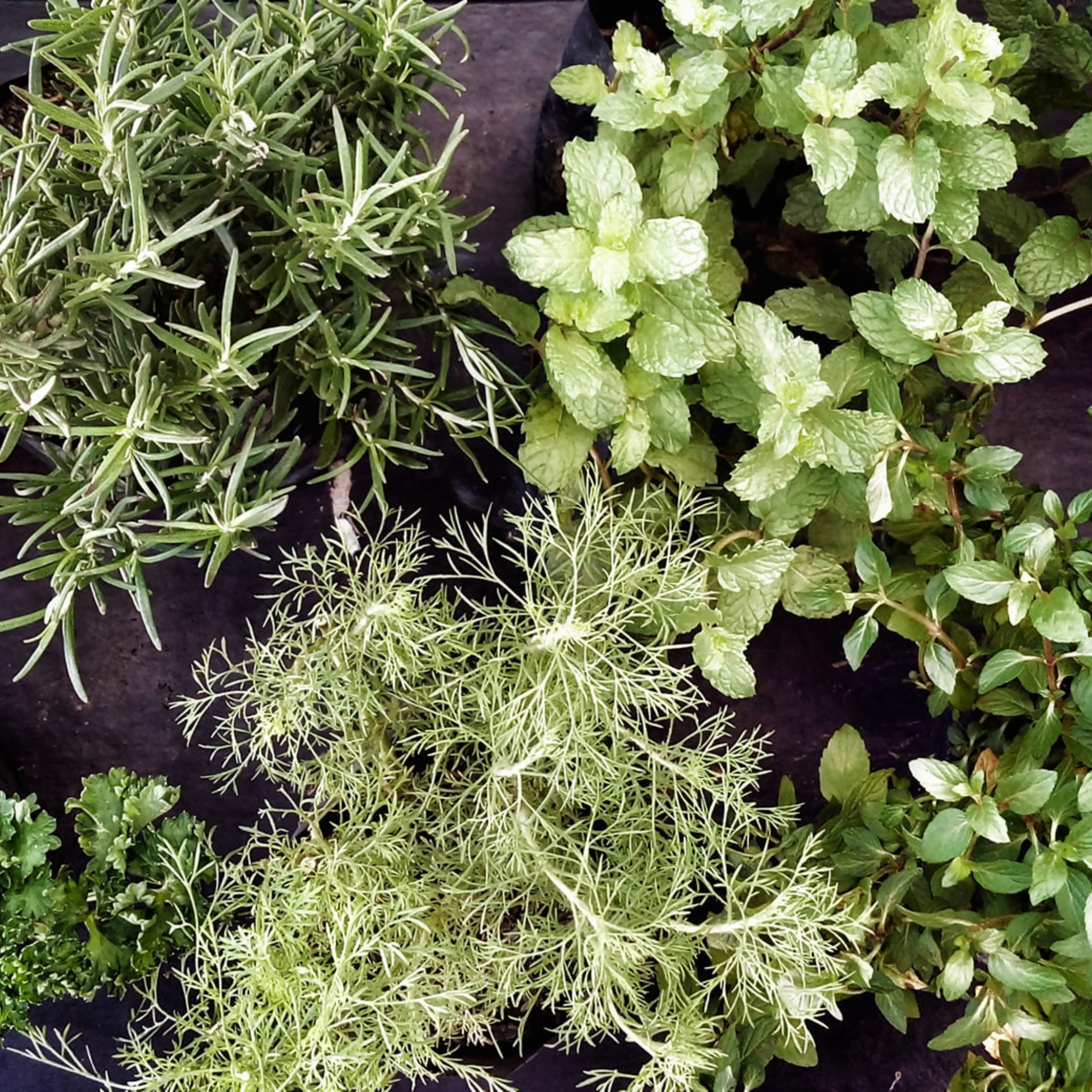 «Hierbas Naturales para Dormir Mejor: 9 Plantas para un Sueño Reparador»
