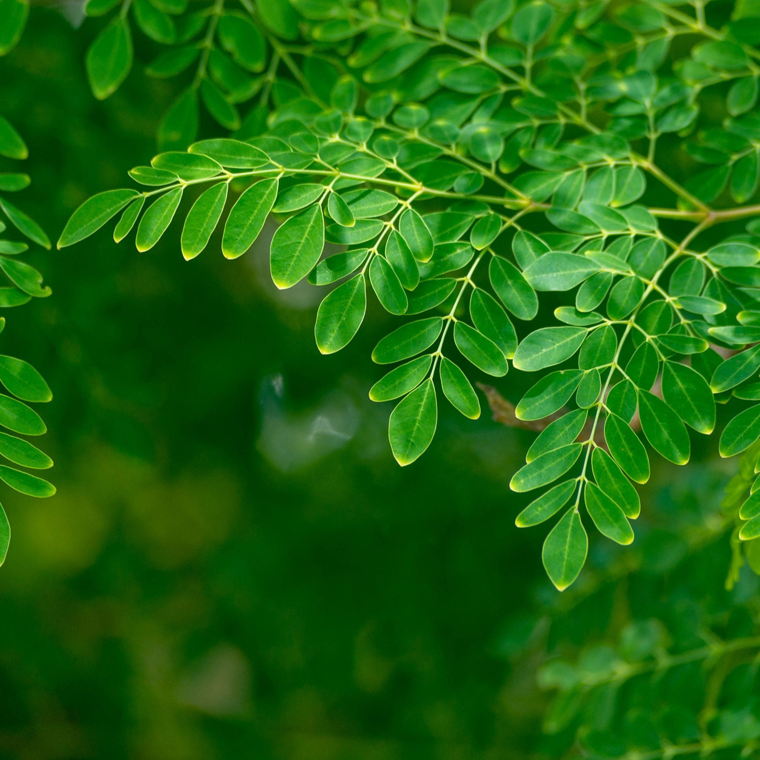 Moringa Rosabella: Beneficios y Por Qué Elegirla